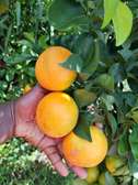 Organic Fresh Oranges Naturally Sweet & Juicy