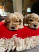 English Cocker Spaniels