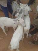 Mixed Breed Young Goats Healthy Grazing Milk