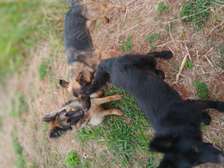 7 Months Female German Shepherd puppy