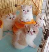 Exotic Shorthair kittens for sale.