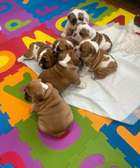 English Bulldog Puppies for sale