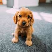 Irresistible Chocolate and Golden Cocker Spaniel Puppies