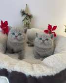 British Shorthair kittens for sale  In Kenya