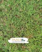 TifSport Bermudagrass / South African Golf greens grass