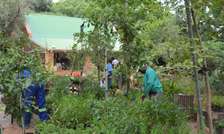 Emergency Gardeners Nairobi - 24/7 Gardening Services