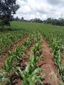 Land at Muhotetu