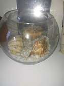 Fish aquarium or glass bowldecor