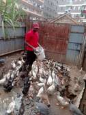 Ornamental birds for sale