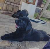 black labrador retriever puppies pet