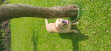 Labrador retriever for rehoming