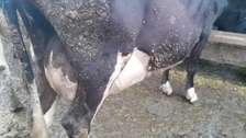 Powerful Frisian breed