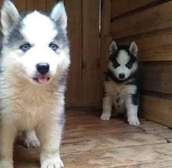 Siberian huskies pups