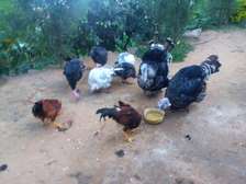 Free-Range Turkeys & Chickens for Small Farms