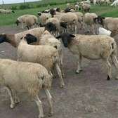 Dorper sheep