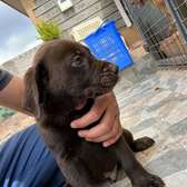 Labrador retriever puppies for rehoming