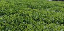 27500 Acres of Tea farm for sale in Nandi County