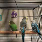 A pair of Budgies