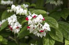 Clerodendrum (Bleeding heart)