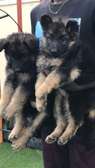 German shepherd puppies gs long coat