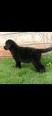 1-3 months Female Purebred Black Labrador retriever