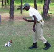 Gardeners, dog walkers and Dog trainers for Hire In Nairobi