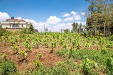 Prime Residential plot for sale in kikuyu, kamangu