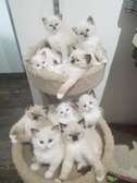 Gorgeous Ragdoll Kittens available now.