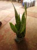 Natural Air Purifier: Snake Plants will do it!!