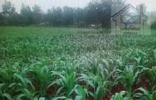 Prime ½acre,Sagana,Kiine