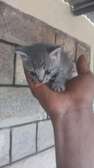 Kittens for just 3000