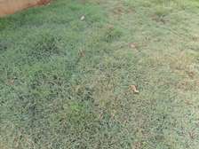 Bermuda lawn grass