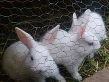 Recently Weaned Bunnies for sale