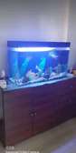 Aquarium fish tank