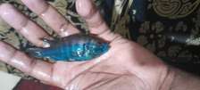 Cichlids