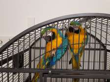 Beautiful silly tame blue and gold macaw babies