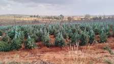 1,000 Acres of Land is Available For Sale in Nanyuki