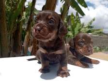 Miniature dachshund