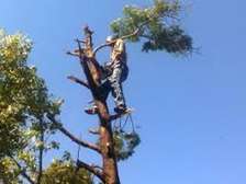 Best Tree Cutting & Trimming, Rubble Removal and Clearing.