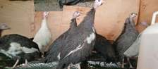 SELLING GUINEA FOWLS 4½ MONTHS