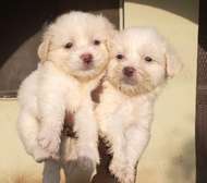Maltese terrier pups