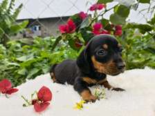 Miniature dachshunds