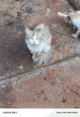 Turkish Angora Female cat