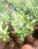 Grafted macadamia seedlings