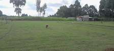 1/4 ACRE PLOT ON SALE IN ROYALTON SEKEMIAT ELDORET