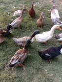 Exotic ducks for sale