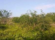 Pineapple and Ranch land for sale