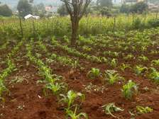 75 by 100 Plot for sale in Rironi, Kiambu County