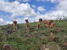 Purebreed Boerboel Puppies