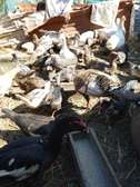 Kienyeji ducks and geese